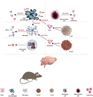 Interactions between CNS and immune cells in tuberculous meningitis